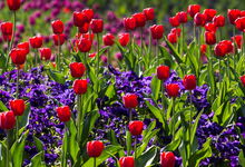 tulips-andreas N auf Pixabay